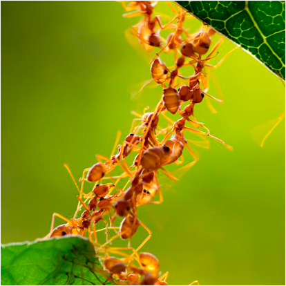 foto hormigas