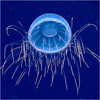 foto medusa