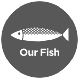logo our fish